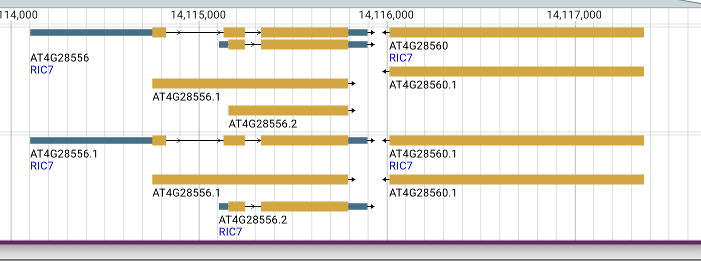 JBrowse view showing AT4G28556 on the forward strand to the left and AT4G28560 on the reverse strand to the right; both carry the label RIC7.